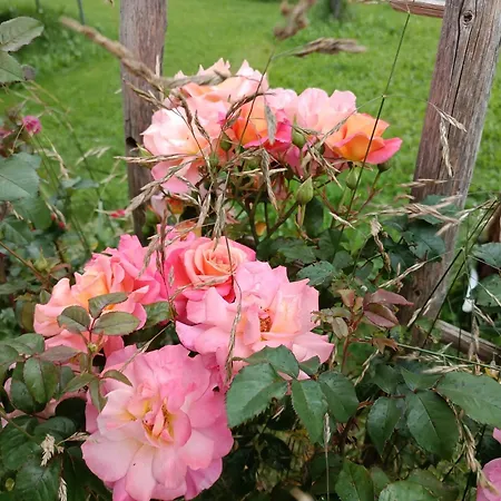 Rum i privatbostad Michls Hoamat Dreibettzimmer